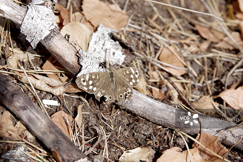 斑点蝶，森林地面，棕色，九月，德国，蝴蝶展开翅膀，栖息在森林地面上的一根干枝上。图片素材
