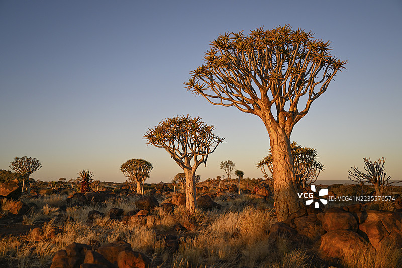 箭筒树（Aloe dichotoma），位于纳米比亚卡拉斯地区基特曼舒普附近的箭筒树森林图片素材