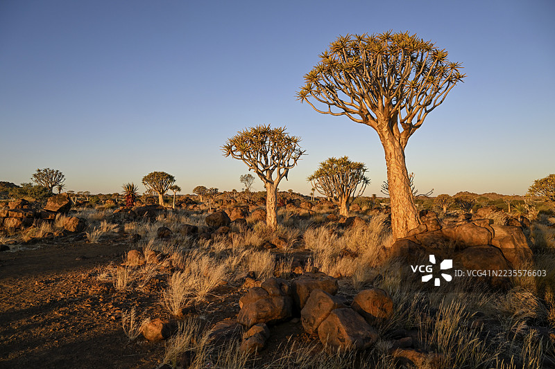 箭筒树（Aloe dichotoma），位于纳米比亚卡拉斯地区基特曼舒普附近的箭筒树森林图片素材