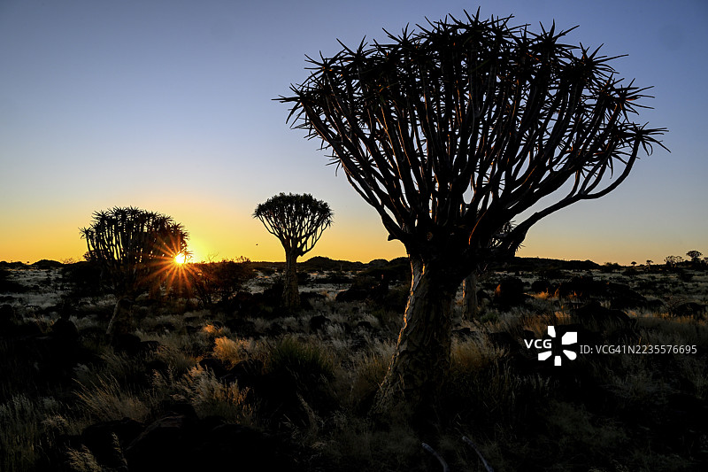 箭筒树（Aloe dichotoma），蓝色时刻，基特曼舒普附近的箭筒树森林，卡拉斯地区，纳米比亚图片素材