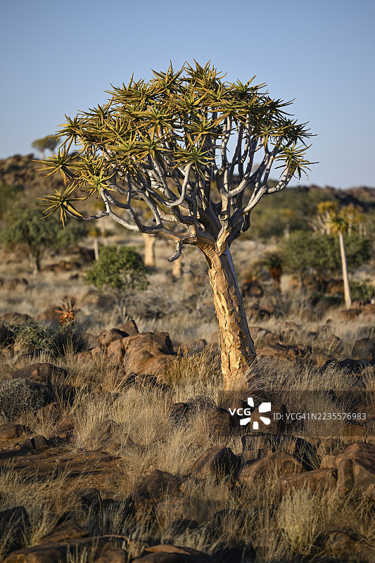 箭筒树（Aloe dichotoma），位于纳米比亚卡拉斯地区基特曼斯胡普附近的箭筒树森林图片素材
