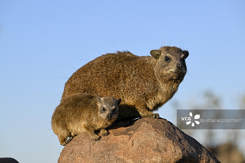 南非岩豚（Procavia capensis），沙漠河马或岩豚在纳米比亚卡拉斯地区基特曼舒普附近的箭树森林中图片素材