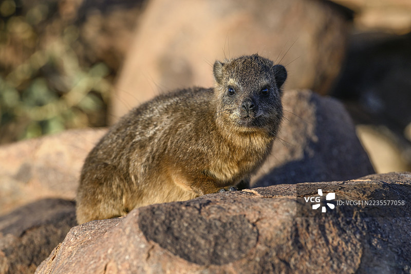 克利普斯利费尔斯(Procavia capensis),沙漠睡鼠或克利普达赫斯,位于纳米比亚卡拉斯地区基特曼斯胡普的箭树森林中图片素材
