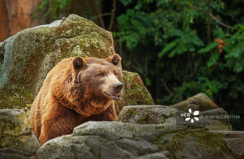 棕熊坐在自然环境中的岩石上图片素材