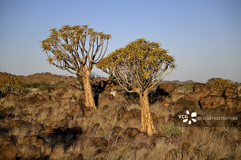 箭筒树（Aloe dichotoma），位于纳米比亚卡拉斯地区基特曼斯胡普附近的箭筒树森林图片素材