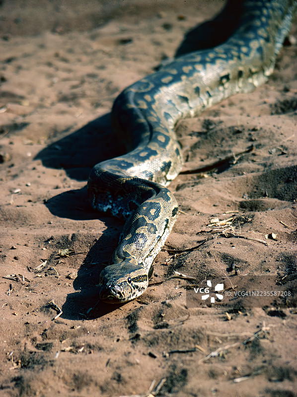 非洲岩蟒图片素材