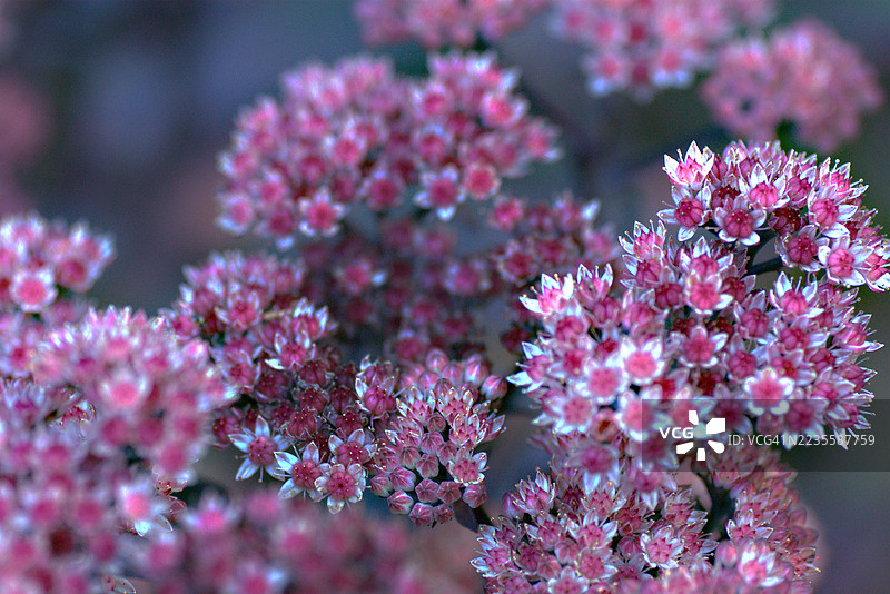 石莲花（Sedum telephium）Karfunkrlstein图片素材