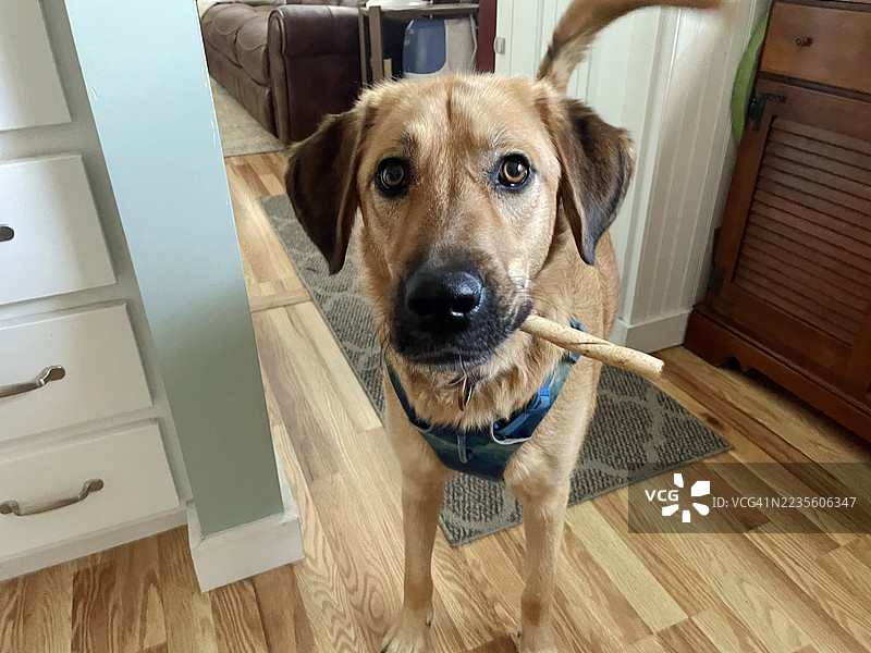 嘴里叼着咀嚼棒的狗狗图片素材