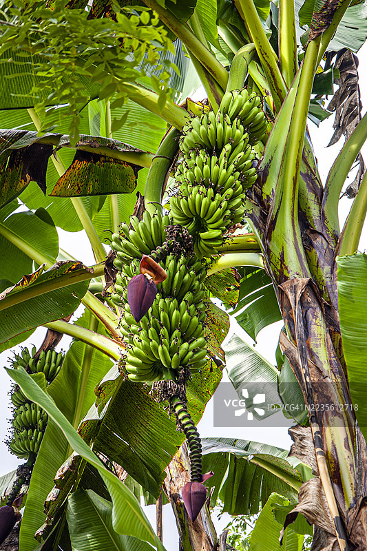 香蕉树。悬挂的果实。哥伦比亚昆迪奥的布恩维斯塔。图片素材