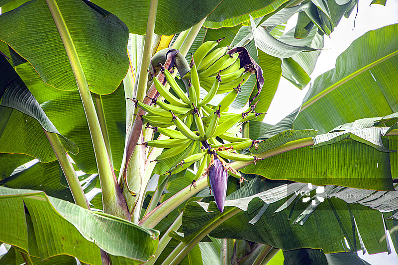 香蕉树。悬挂的果实。哥伦比亚昆迪奥的布恩维斯塔。图片素材