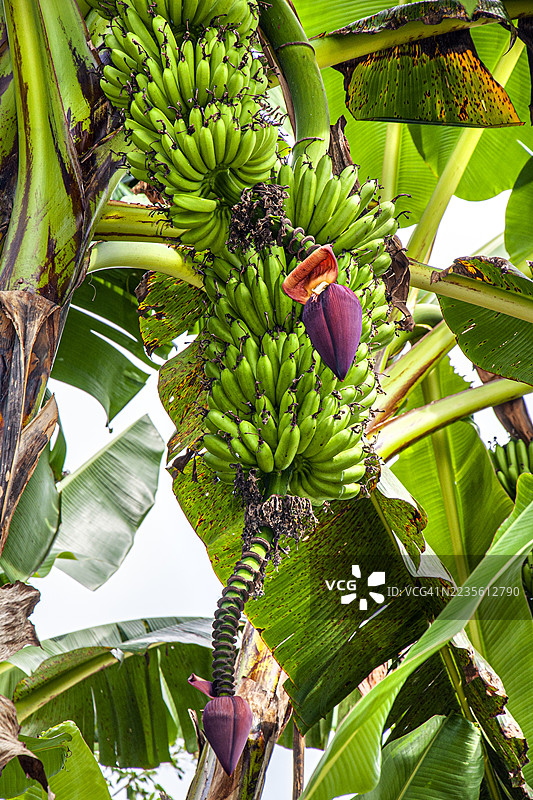 香蕉树。悬挂的果实。哥伦比亚昆迪奥省布埃纳维斯塔。图片素材