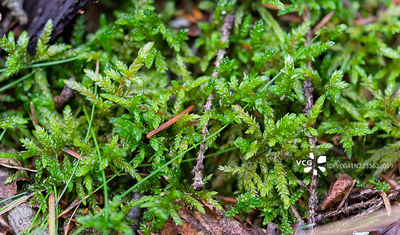森林地面上的苔藓、细小的树枝和针叶图片素材