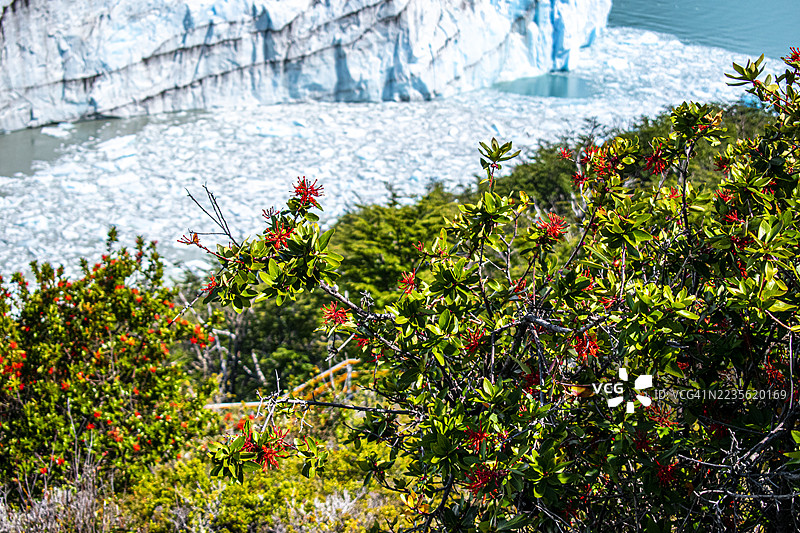 佩里托莫雷诺冰川与野花。阿根廷，巴塔哥尼亚，圣克鲁斯。图片素材