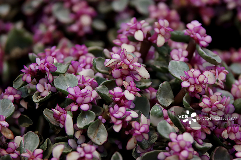 美丽的非洲象草（Portulacaria afra），盛开着小巧的粉白色花朵和绿色叶子。图片素材