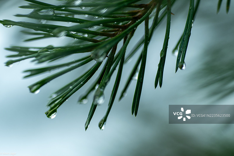春雨过后，清新的绿色松针上点缀着闪闪发光的雨滴特写镜头图片素材