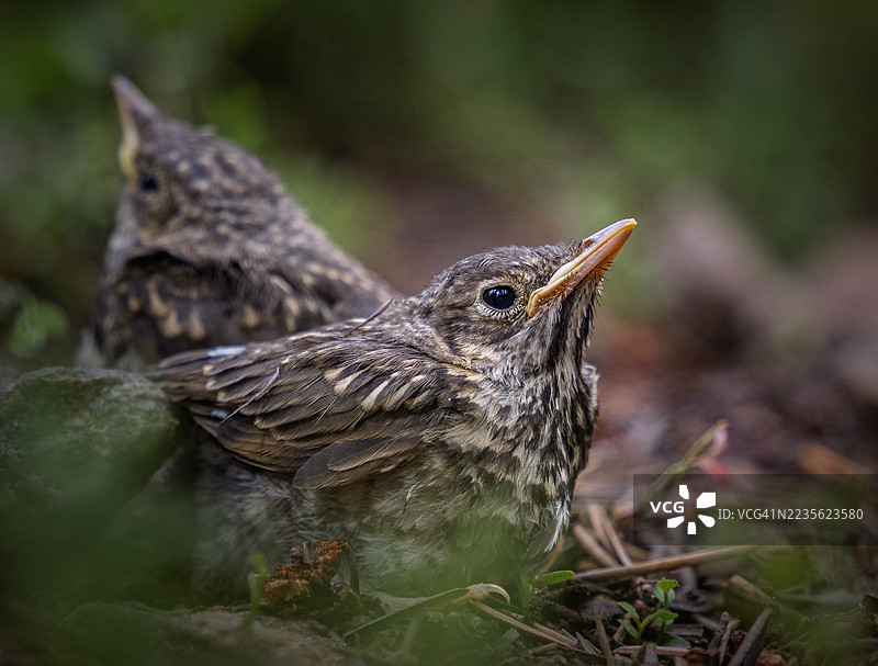 两只年轻的小鸟，可能是雏鸟，在自然户外环境中特写，期待地仰望着。图片素材