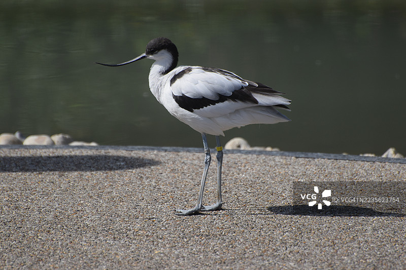 白鹭在阳光明媚的日子里站在水边图片素材