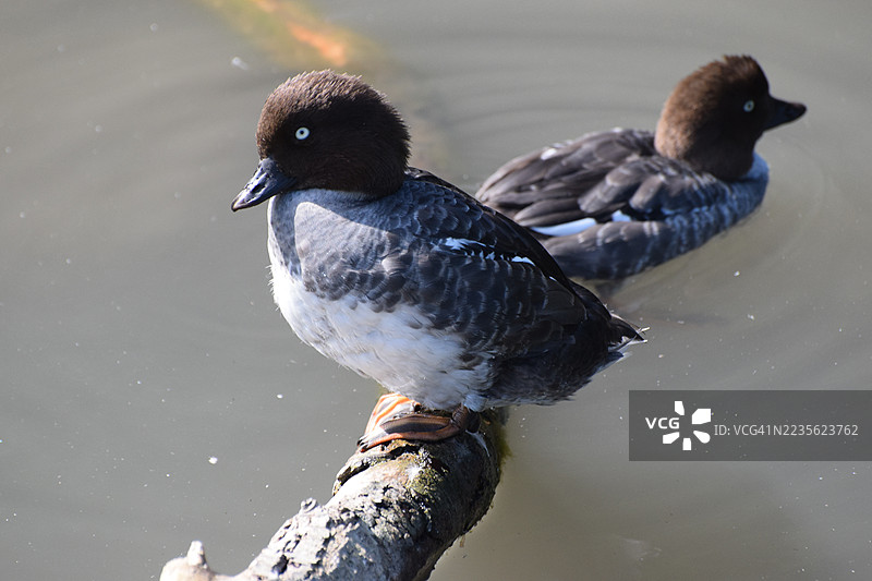 两只金眼鸭在湖边的木头上图片素材