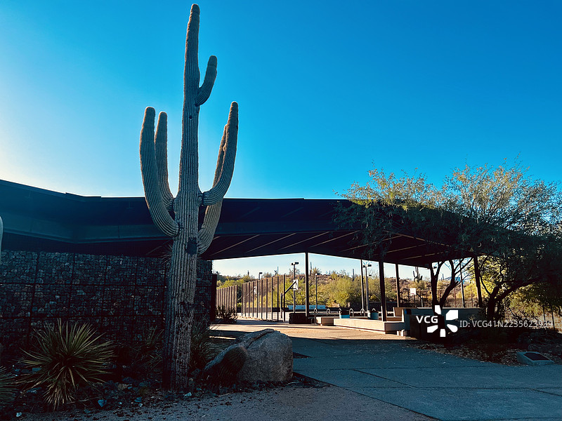 雄伟的萨瓦罗仙人掌向清澈的蓝色沙漠天空伸展图片素材