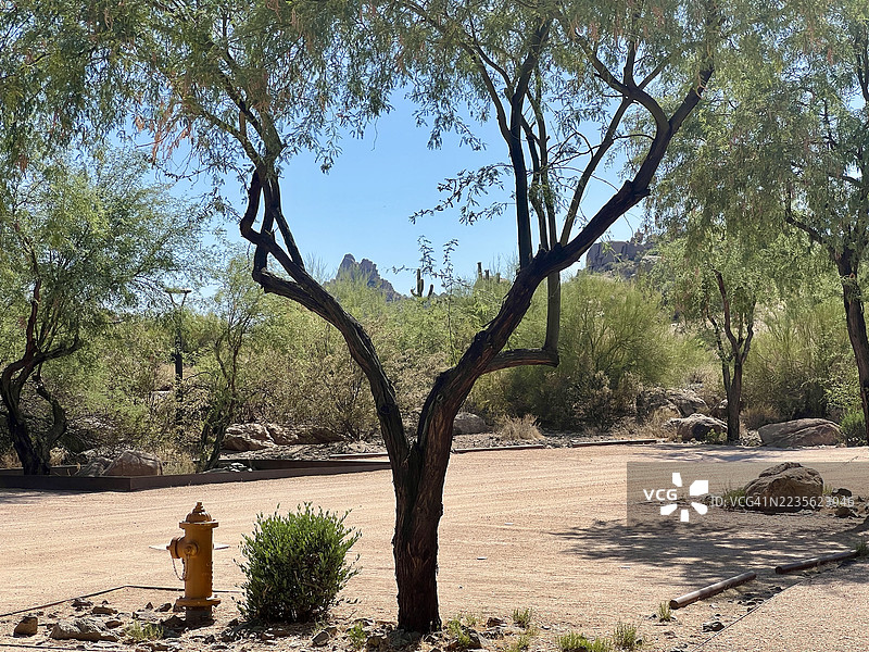 沙漠风景，前景有一棵显眼的树，远处是山脉，天空晴朗，斯科茨代尔，美国图片素材