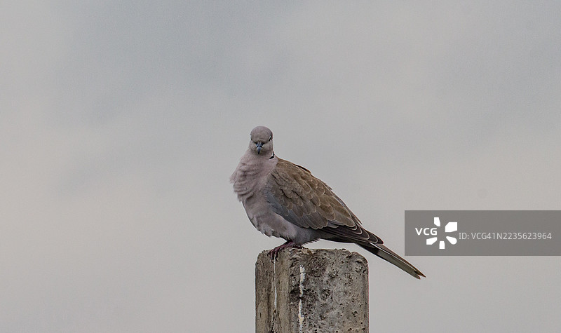 欧亚鸠栖息在混凝土柱上，背景是阴 cloudy 的天空。图片素材