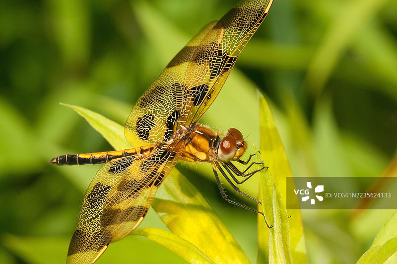 美丽的万圣节旗龙蜻蜓特写，栖息在鲜艳的绿色叶子上，展示其复杂的翅膀图案和自然之美的细节。图片素材