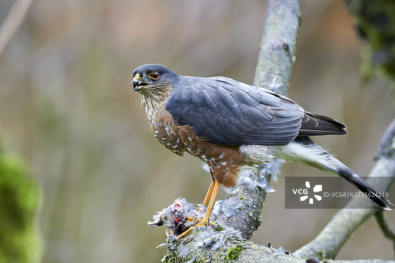 一只尖翅鹰栖息在树枝上，抓着猎物的特写镜头图片素材