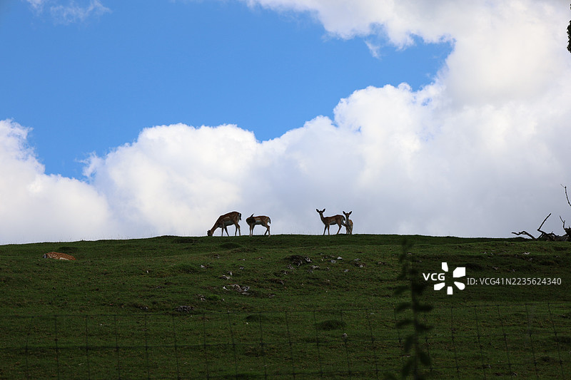 鹿在绿草如茵的山坡上觅食，蓝天上飘着白云。图片素材