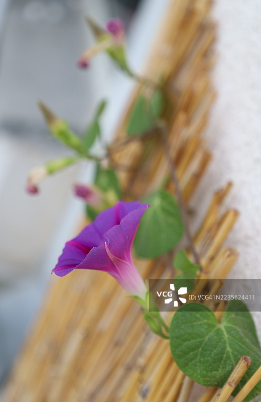 紫色的牵牛花特写，绿叶环绕在竹子结构上图片素材