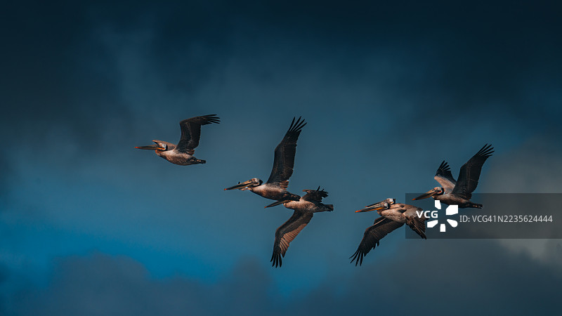 四只雄伟的鹈鹕在戏剧性的蓝天中翱翔，镜头从低角度拍摄。图片素材