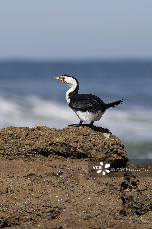 侧面视角的斑鸬鹚栖息在海滩上的岩石上，眺望着海洋图片素材