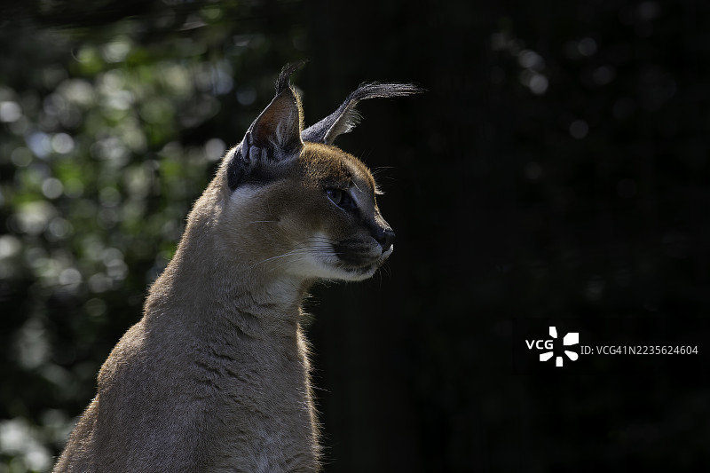 特写的优雅山猫侧面，耳朵上有独特的毛束，目光投向远方，背景为自然户外环境。图片素材