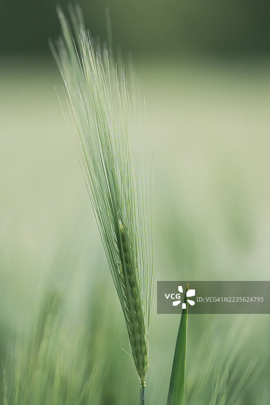 田野中一根生机勃勃的绿色麦穗特写，象征着生长和农业图片素材
