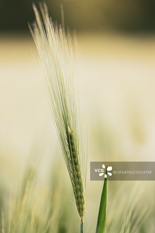 绿色麦穗特写，象征着生长和农业图片素材