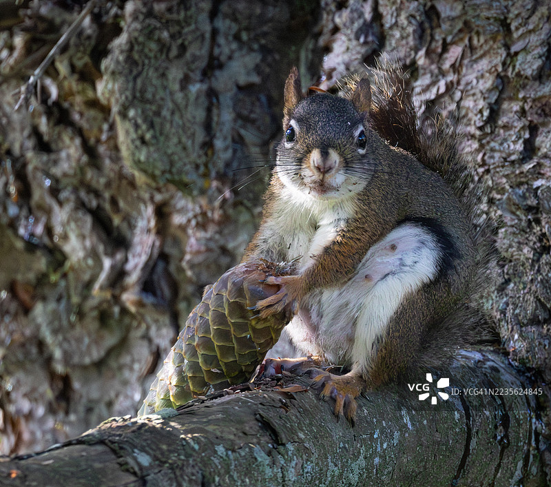 一只松鼠在树干上特写，爪子里抓着一个松果，捕捉于自然光下。图片素材