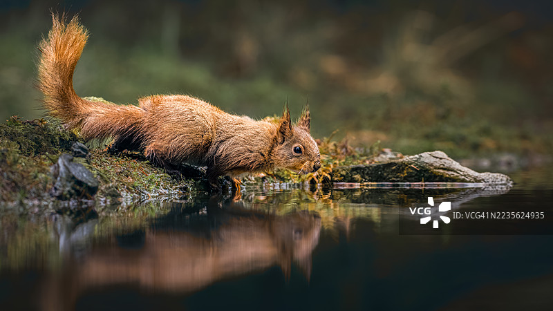 一只红松鼠在其自然栖息地的池塘边喝水的特写镜头，展现了它在平静水面上的倒影。图片素材