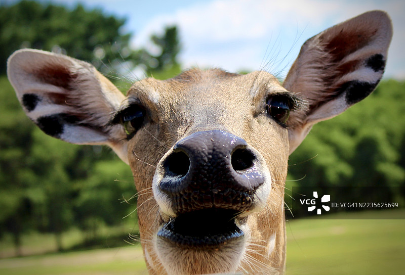 好奇的鹿特写肖像，直视镜头，背景模糊的绿色景色图片素材