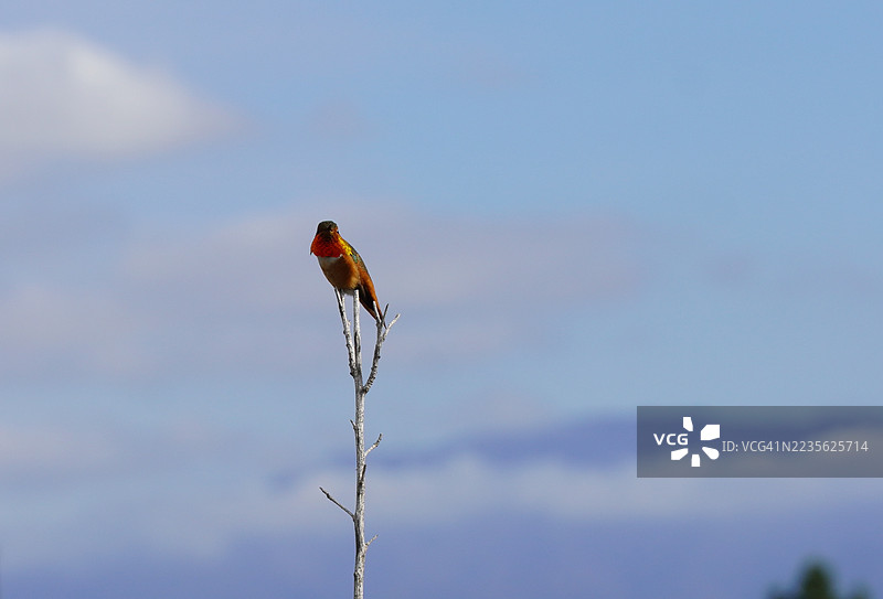 色彩鲜艳的鸟儿栖息在光秃的树枝上，背景是晴朗的蓝天图片素材