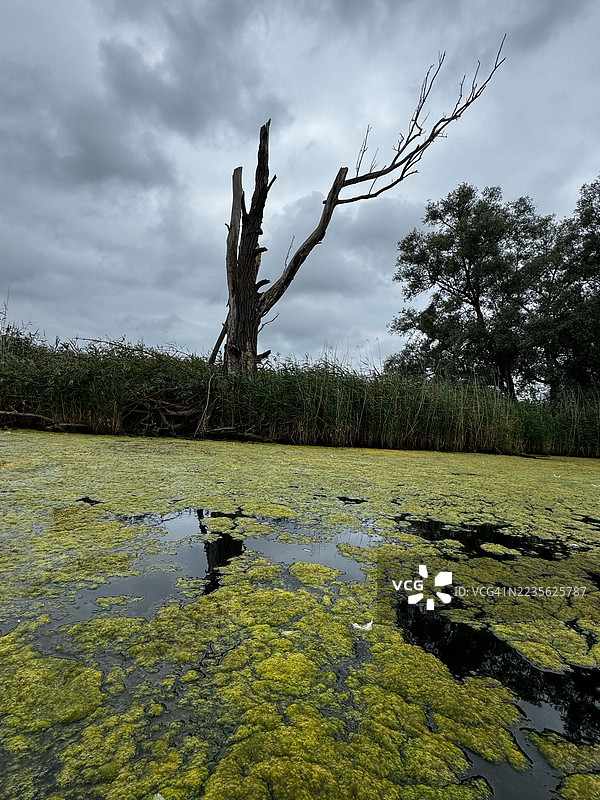 在荷兰，一棵戏剧性的枯树高耸于覆盖苔藓的沼泽上，背景是阴云密布的天空。图片素材