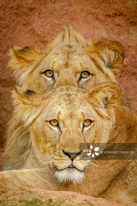 两只雄伟狮子的特写肖像，锐利的琥珀色眼睛直视镜头。图片素材