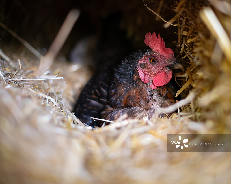 母鸡舒适地窝在温暖的稻草床上，展现了农场生活的自然美。图片素材