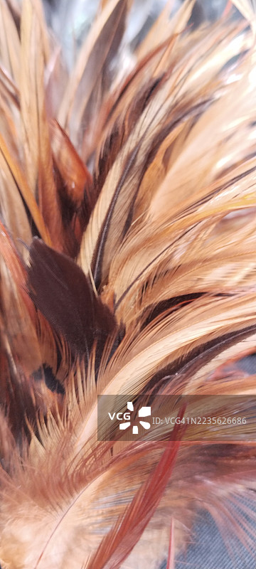 自然棕色和橙色羽毛的特写全景图图片素材