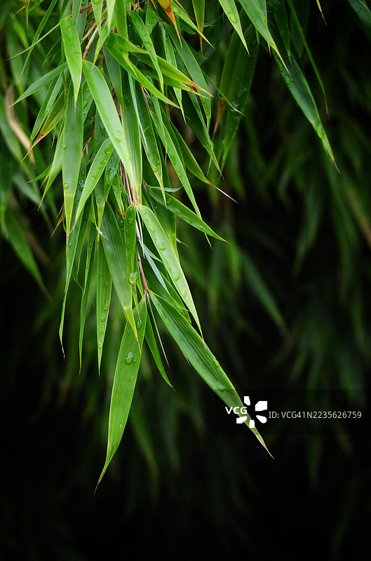 郁郁葱葱的竹叶上沾满水滴，背景昏暗，展现自然之美与生长。图片素材