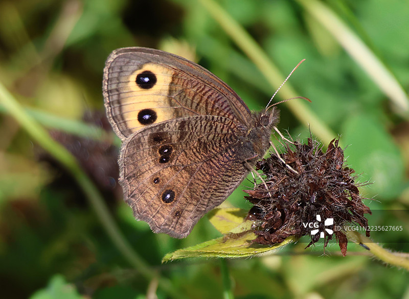 一只棕色蝴蝶在自然中栖息在干枯的花朵上，翅膀上有眼斑的特写镜头图片素材