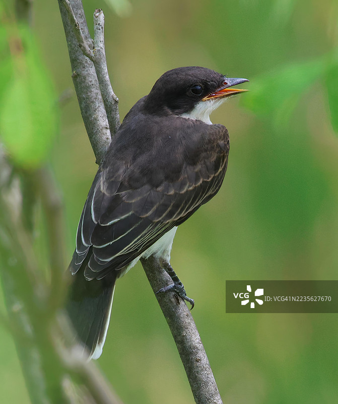东部国王鸟栖息在树枝上，侧头观察图片素材