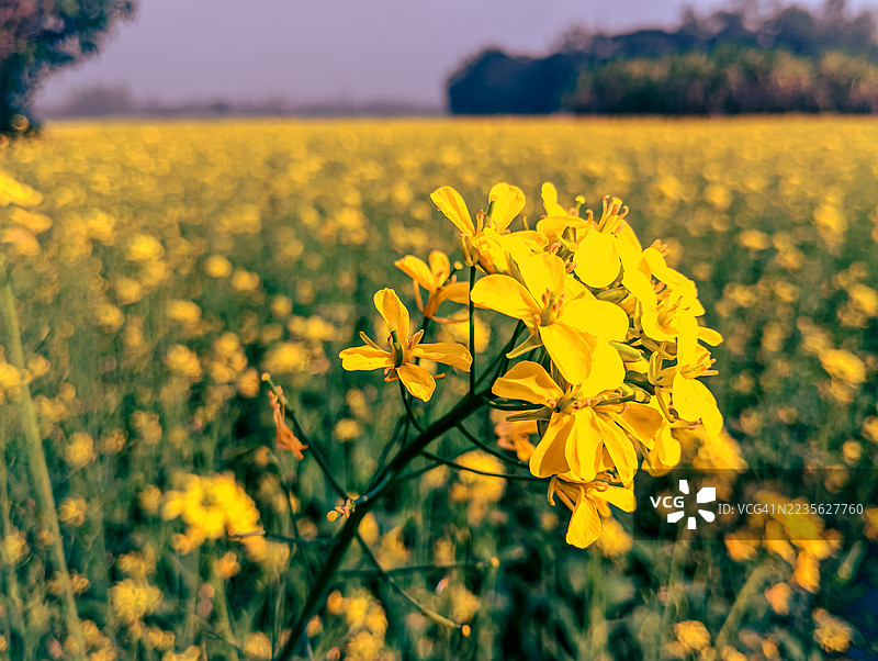 在柔和的天空下，广阔的田野中盛开着鲜艳的黄色芥末花。图片素材