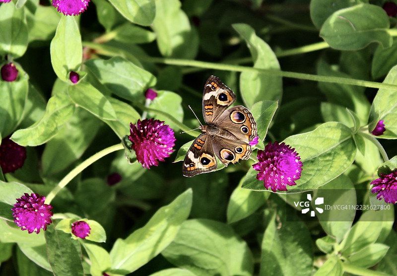 一只色彩斑斓的蝴蝶优雅地在郁郁葱葱的花园中为一朵鲜艳的紫色花朵授粉的特写镜头图片素材