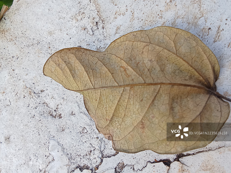 干燥、有纹理的叶子特写，静静地躺在开裂的混凝土人行道上，突显自然衰败与城市环境。图片素材