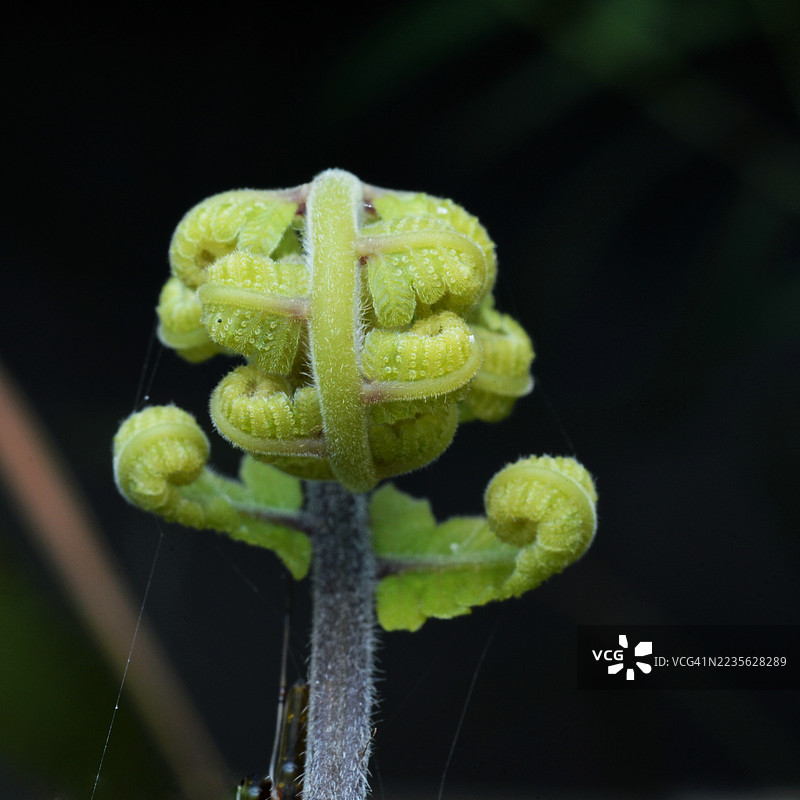 在黑暗背景下，鲜艳的绿色蕨类植物叶片特写展开，展示了自然中新生命和生长的景象。图片素材