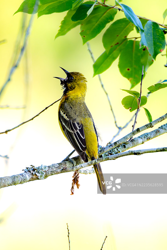 一只色彩鲜艳的黄色小鸟栖息在树枝上，张着嘴在自然中歌唱图片素材